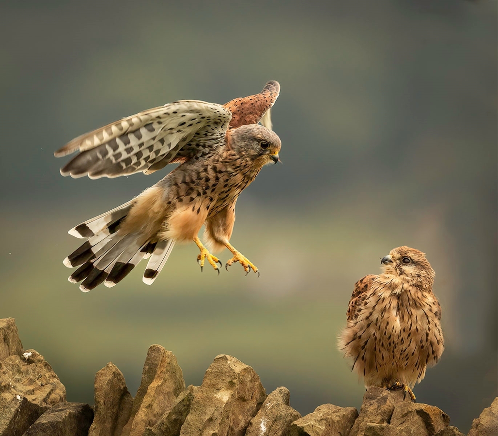 Kestrel Interaction - Janet Taylor